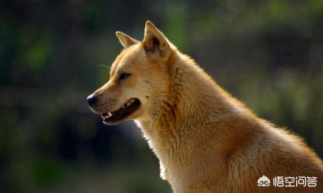 贝生吉犬晒太阳会视频:冬天可以怎么样给狗狗取暖？
