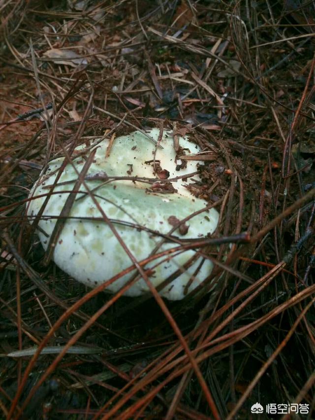 野生蘑菇究竟有多毒，农村山上雨后，长出的蘑菇有毒吗？可以吃吗？