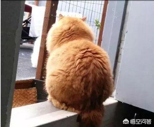 如何养胖橘猫:橘猫怎么变圆脸，橘猫可以发腮吗？