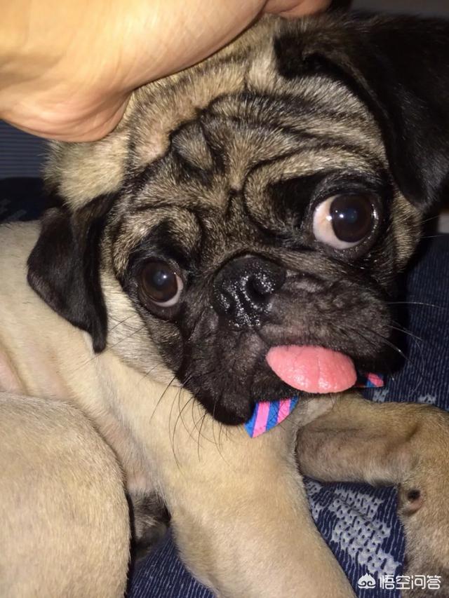 巴哥犬好养吗:巴哥犬适合在家里饲养吗？有什么比较麻烦的地方？