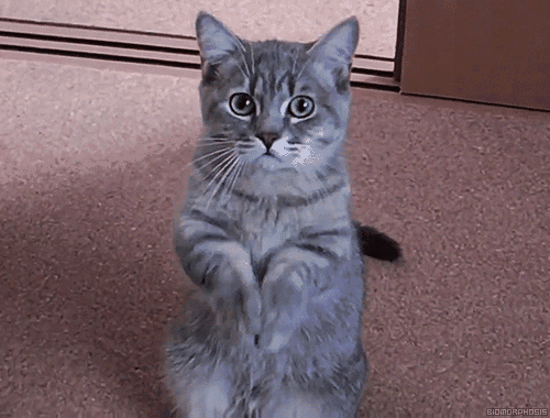 猫泛白细胞减少症传染:长毛猫呕吐拉稀食欲差怎么回事？