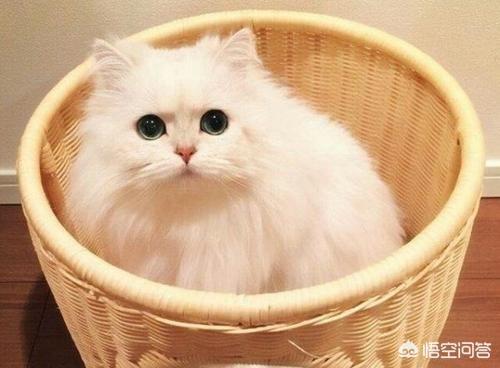 波斯猫的图片:波斯猫产后食量下降怎么办？ 正宗波斯猫图片