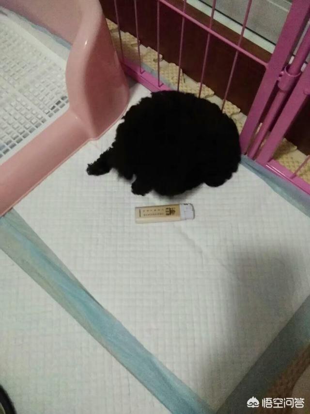 母狗般的老师bt种子:第一次养狗应该注意什么？