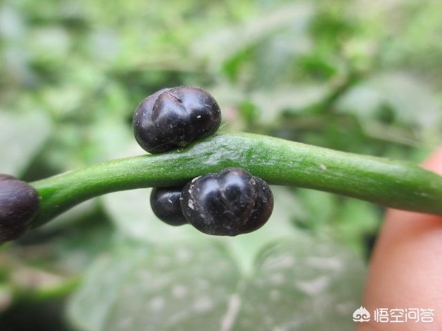 头条问答 - 木耳菜是不是喜欢阳光?(27个回答)