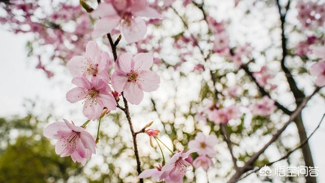 头条问答 桃树在开花时期 需要给它施肥吗 施什么肥好呢 18个回答