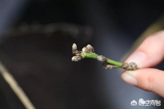 养花的4种虫害，苹果树快要开花了，损害苹果花的虫害有哪些怎样防治