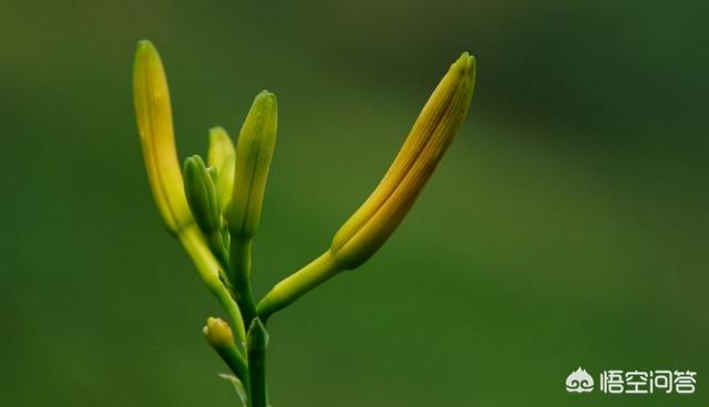 黄花菜的营养价值有哪些，黄花菜的功效与作用是什么