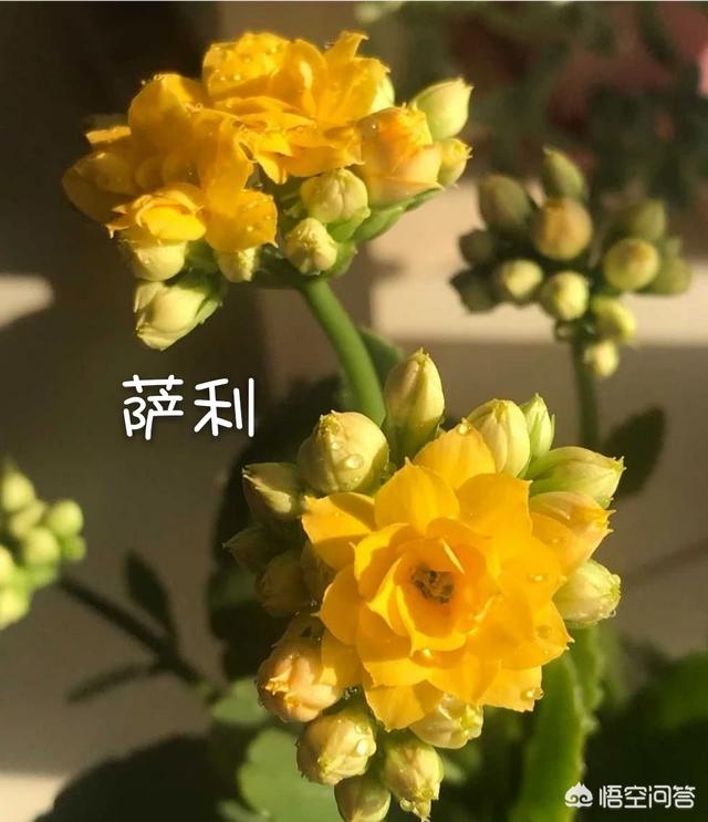 大花萱草哪个品种值得种植:长寿花哪种最好，叶片更大些？