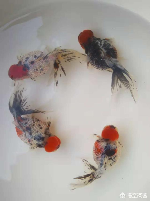 观赏水族疾病防治学:鱼塘里的鱼体表出现溃烂怎么治？
