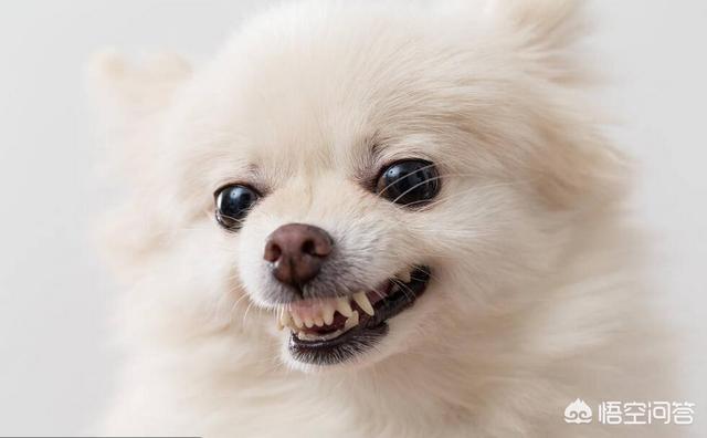 纯种博美犬好养吗:博美狗狗的饲养难度高吗？