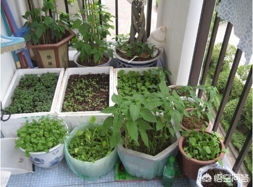 马陆虫:马陆虫为什么集体出来游走？