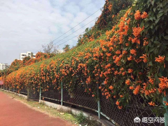 炮仗花如何养:炮杖花要不娶修剪？怎么剪？