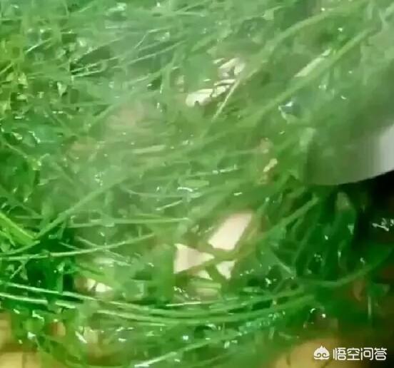 三月三有哪些禁忌:农村的三月初三是什么日子？为什么这一天这么神秘呢？