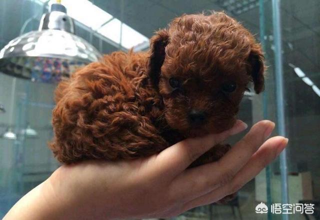 泰迪犬怎么看纯不纯:泰迪狗怎么看纯不纯 如何挑选一只健康、纯种的泰迪犬？