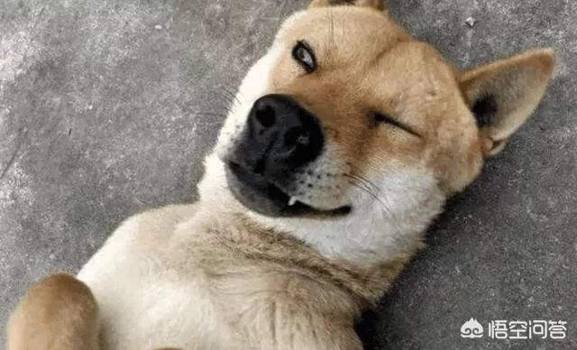 哪种狗最具有灵性？为什么？