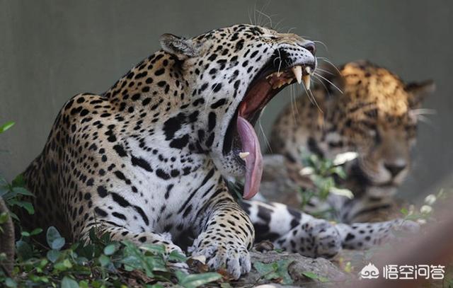 猞猁与人交尾:猞猁与人 世界首只人工授精美洲虎幼崽被母亲吃掉，猫科动物为何“食子”？