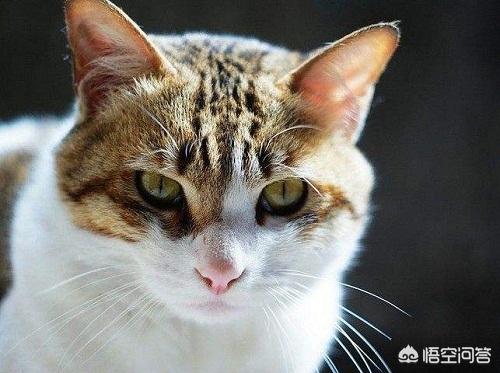 四川简州猫是招财猫吗:简州猫的体型很瘦是为什么？