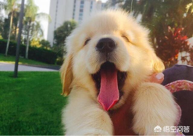 成年母金毛犬的喂养:金毛犬怎么喂养，金毛犬的喂养常识？ 成年金毛犬喂养方法