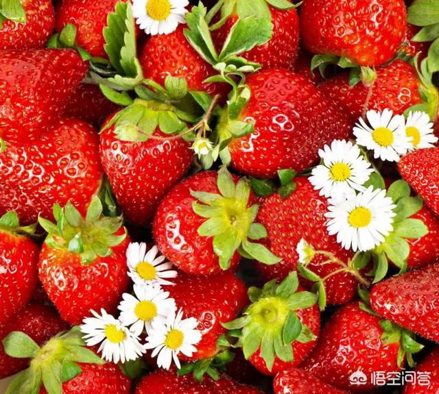 现在东北农村种植草莓，做网销，可行吗？投资多少？
