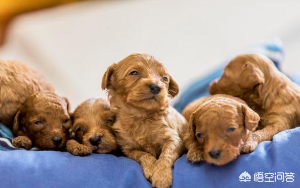 泰迪怎么看年龄:泰迪犬一生需要经历哪些阶段？