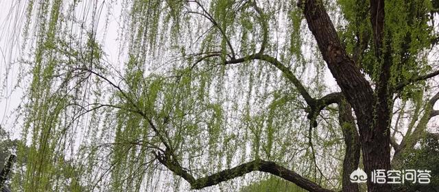 《送元二使安西》是一首送别诗,此处送别的是谁？