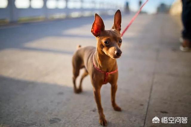 巴仙吉犬 体味:想养一只无味不掉毛的小型宠物狗，有什么推荐吗？