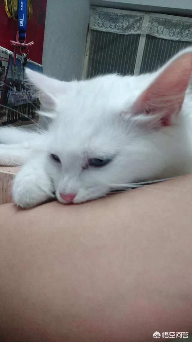 三个月猫不认主人乱咬乱抓:橘猫老是爱咬手，怎么改善？还是等大点就好了？