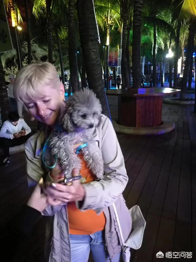 灰色泰迪犬图片:灰泰迪的皮肤是什么颜色？ 正宗灰色泰迪犬图片