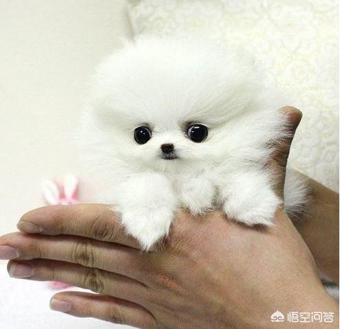 博美狗狗:博美犬一生有多少个时期，该如何饲养？