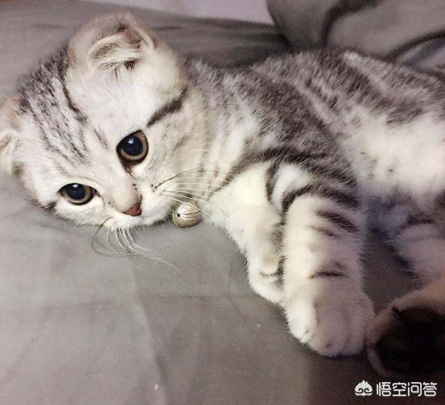 我们家猫咪快要生了，跟前跟后的一直望着我叫，给猫粮也不吃了。是什么原因？插图31