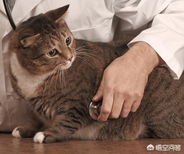 gimpet猫零食:布偶猫吃什么猫粮比较好?有专门的布偶猫猫粮吗？