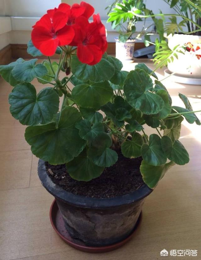 洋绣球天竺葵图片:家庭种植天竺葵每年春天买，夏季挂，怎么养殖好天竺葵呢？