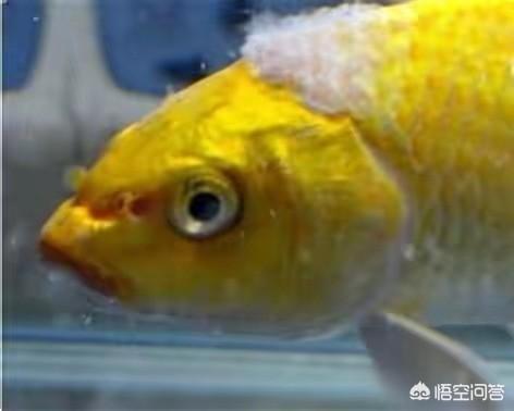 水族疾病防治:观赏鱼的常见病有哪些？都如何防治？