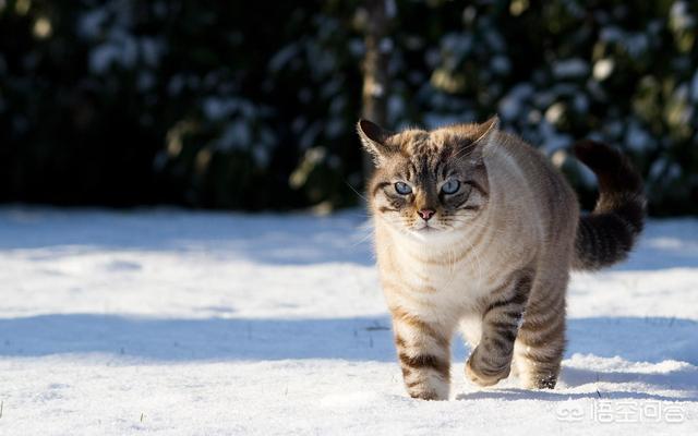 猫咪兽医专家在线咨询:我家一岁的蓝猫拉稀了，该怎么办？