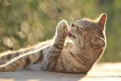 猫眼膜发炎会自然好吗:猫的眼睛发炎了，不治会怎样？会不会自己痊愈呢？