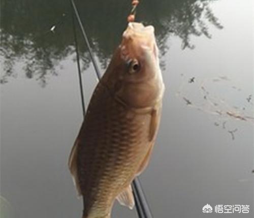 红虫钓鱼:红虫非常小，如何挂在钩上呢？5种方法红虫钓鱼？