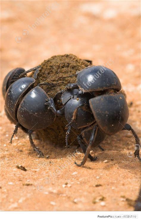 屎壳郎有什么特征