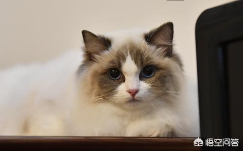 布偶猫吧 很瘦:十个月布偶公猫多重正常啊？ 布偶猫很瘦不长肉怎么办