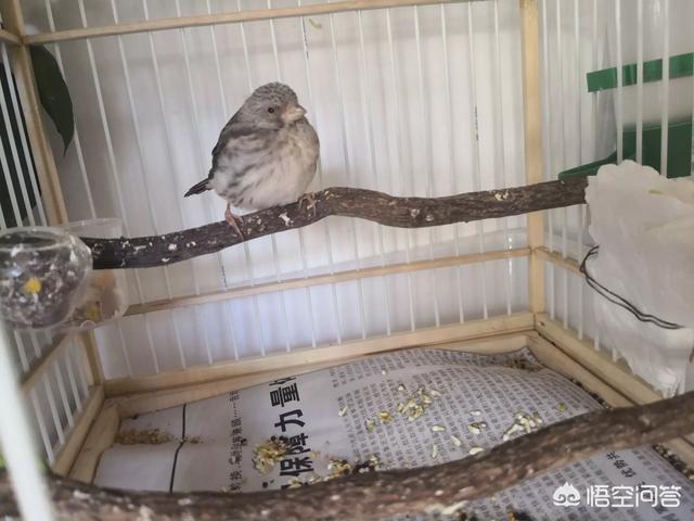 绣眼鸟价格:想在阳台养鸟，应该怎么养？