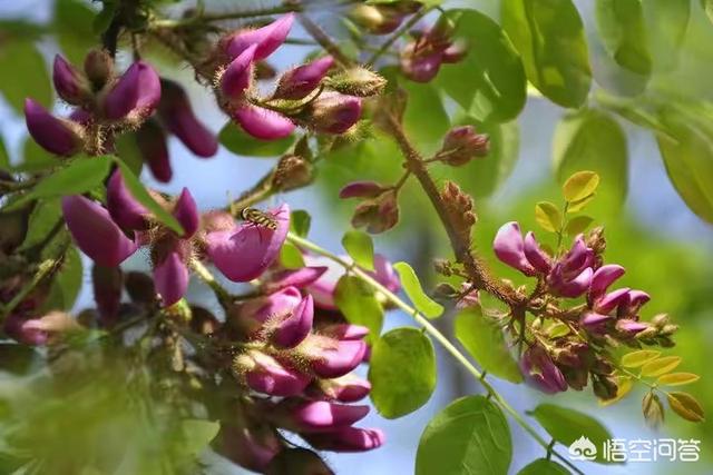紫色槐花可以吃不 紫色的槐花能吃吗？是不是和我们普通的槐花一样？
