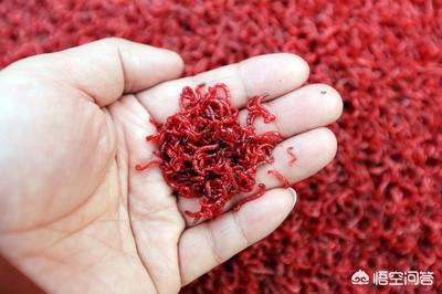 红线虫:红线虫对人的危害 小龙虾的池塘塘口有好多红线虫是好还是坏？