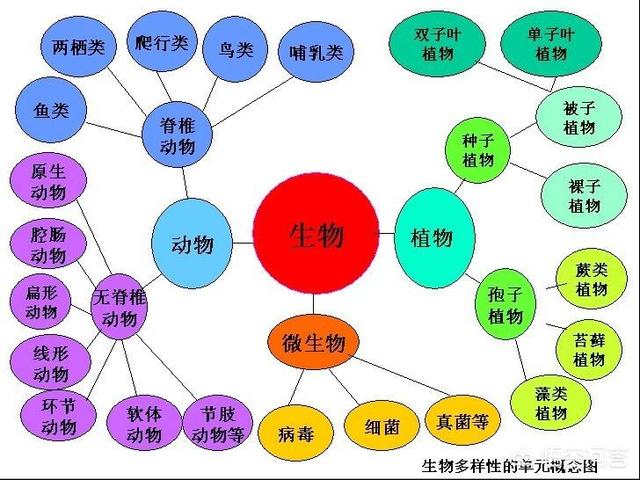 比蓝鲸重10000倍的动物，世界上有哪些动物比蓝鲸大