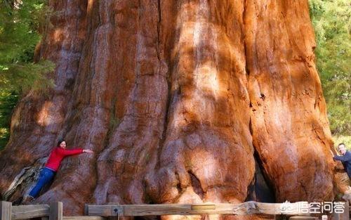 亥伯龙树:地球历史上最大的生物是什么