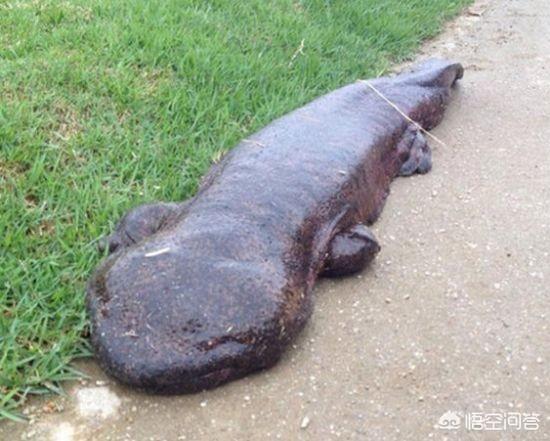 大鲵图片:娃娃鱼怎么做既方便又好吃