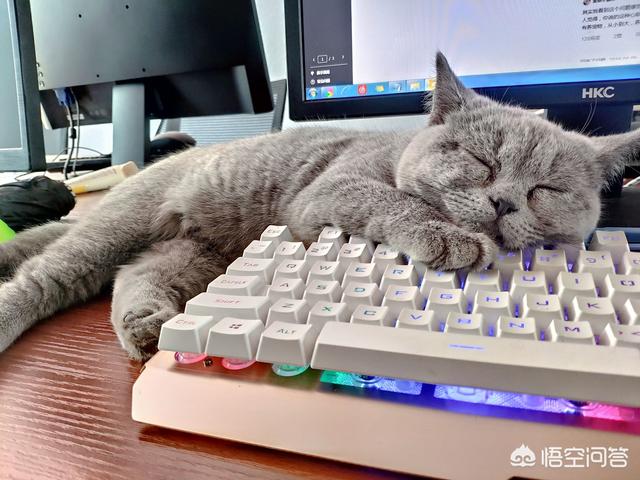 金装素力高 卡比三文鱼:猫咪吃渴望泪痕重怎么办，猫吃渴望有泪痕该怎么解决呢？