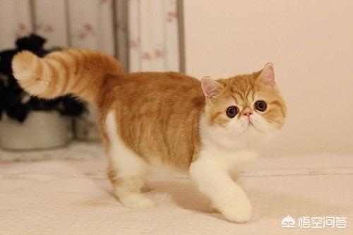 重庆 异短猫:异短换环境拉稀了怎么办？