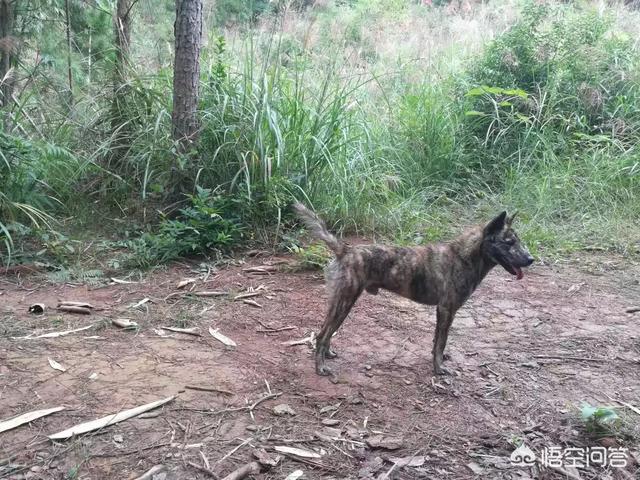 中国杜高犬打猎视频:在农村，怎么驯养家里的土狗上山捕猎？