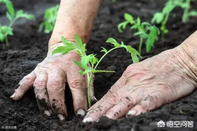 观赏植物露地栽培:露天西红柿栽培有什么要求？