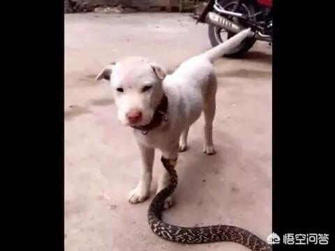 中国土狗凶猛吗:中华田园犬的野性有多强？为什么？ 土狗图片 凶猛