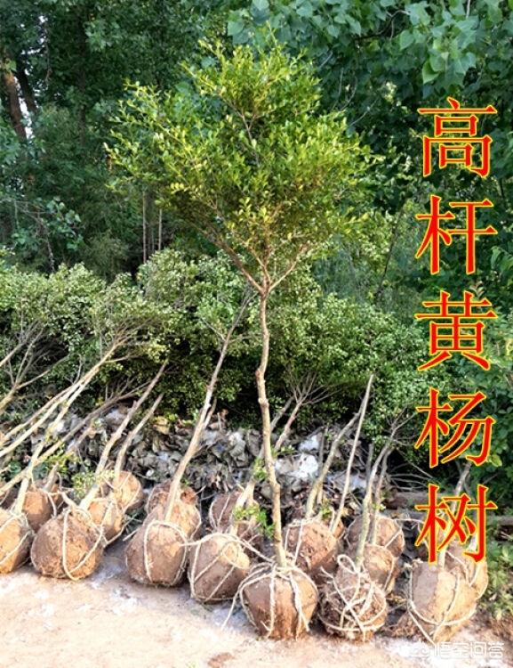 瓜子黄杨球树:瓜子黄杨下山桩怎样种植？